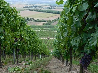 Hilltop Vineyard